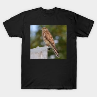 kestrel T-Shirt